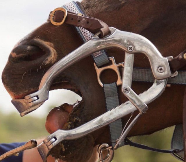 Equine Dental Instruments